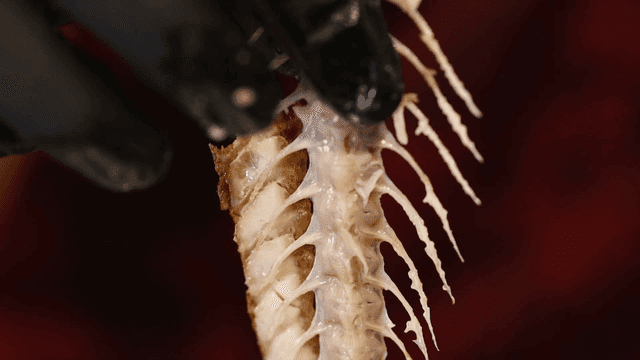 Fish bone being cleaned with precision