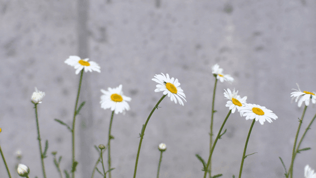 콘크리트 벽을 배경으로 핀 데이지