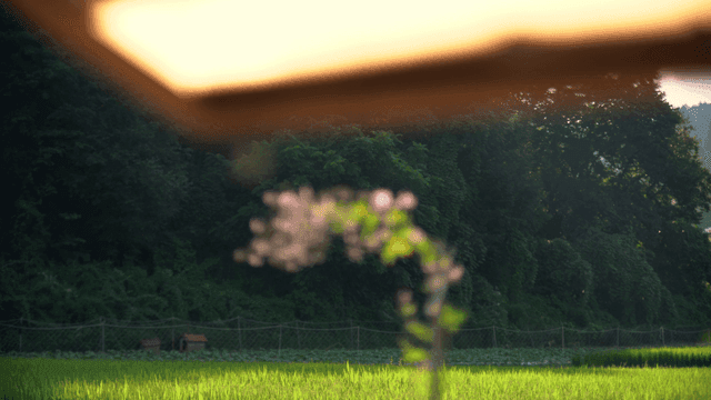 Lush green field with distant trees