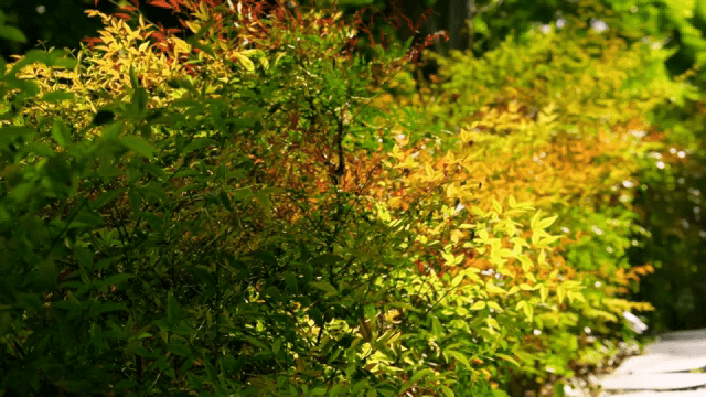 햇살이 비치는 길가의 화려한 나뭇잎