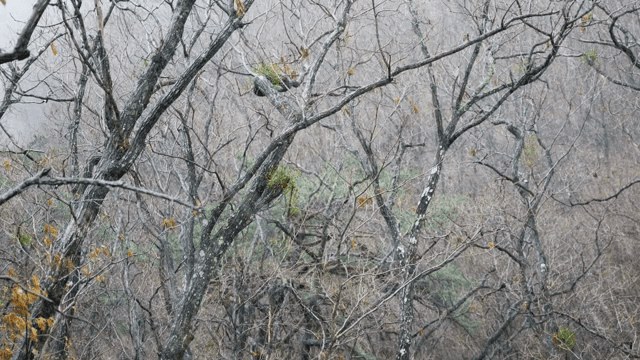 안개 낀 숲에 내리는 눈