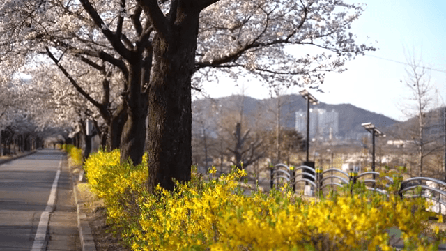 길을 따라 핀 벚꽃과 노란 꽃
