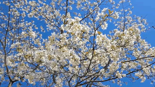 Cherry blossoms blooming under a clear sky