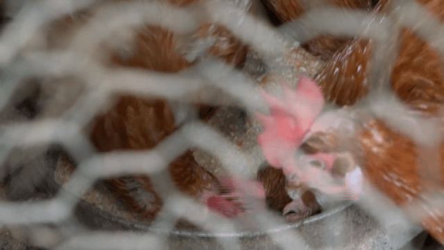 닭장이 안에서 먹이를 먹는 닭들