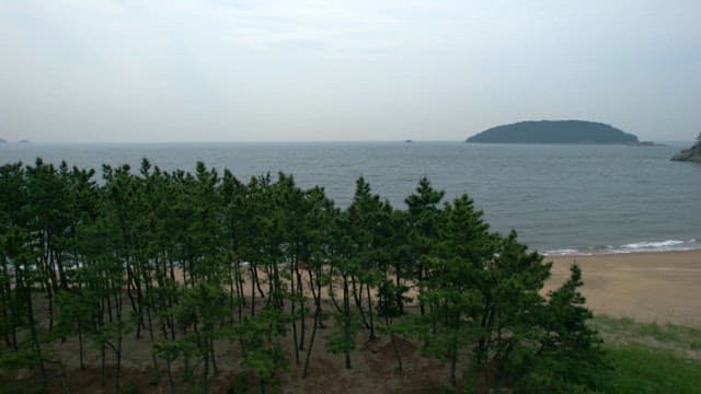 Pine Forest and Sandy Beach at Seaside