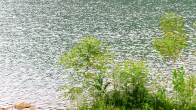 맑고 화창한 날의 수풀이 우거진 평화로운 호숫가 풍경