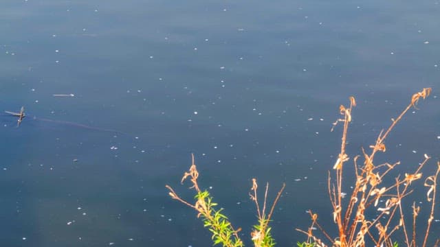 부유물이 떠다니는 잔잔한 강물