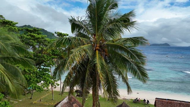 Tropical beach with palm trees and clear water