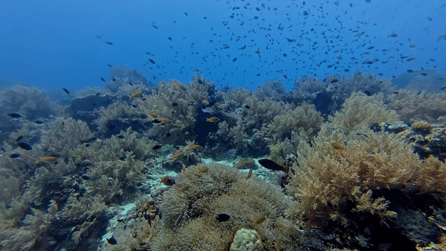 산호초가 있는 활기찬 수중 장면