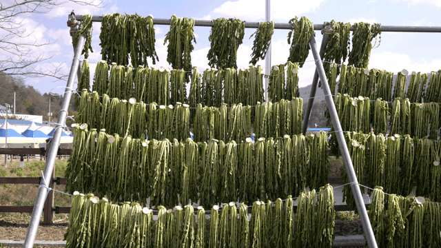 Dried radish greens under sun