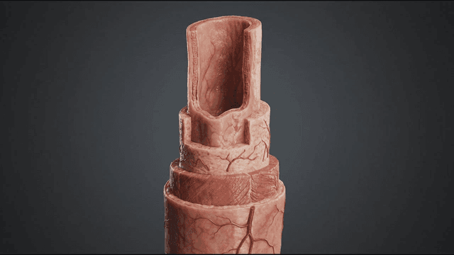 Detailed view of a human artery model