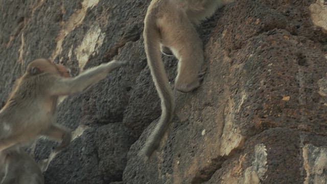 Monkeys Roaming Ancient Temple Ruins