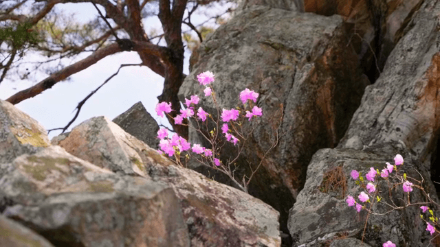 바위 위에 핀 분홍 진달래