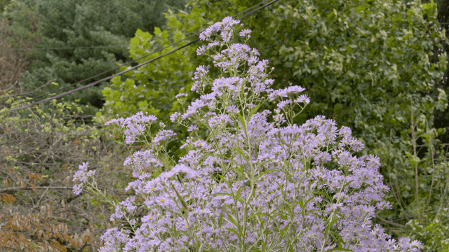 바람에 흔들리는 보라색 꽃들