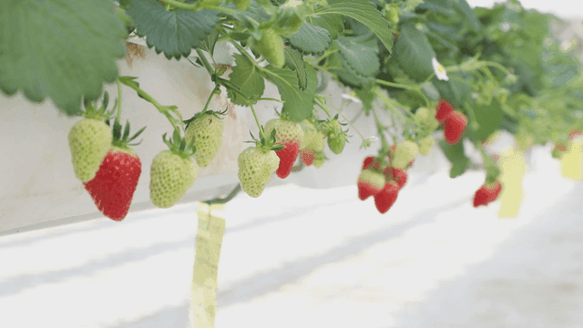 온실에서 익어가는 딸기