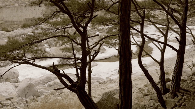 나무가 주변에 있는 얼어붙은 강