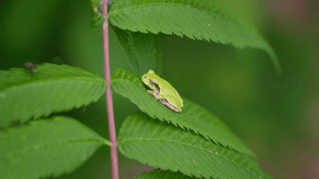 잎 위에 쉬고 있는 작은 초록 개구리
