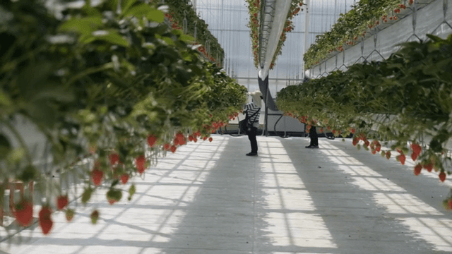 온실에서 딸기를 확인하는 사람들