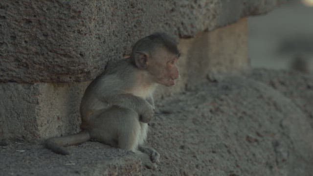 Baby Monkey Sitting Against a Stone Wall