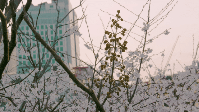 Cherry blossoms in background of building