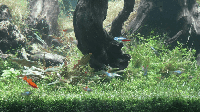 Colorful fish swimming in a lush aquarium