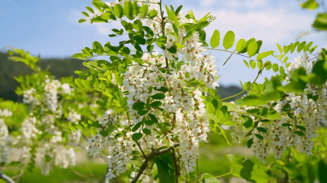 맑은 날 피어나는 하얀 꽃들