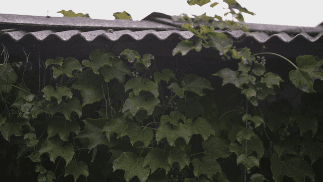 지붕 위에 자라는 녹색 덩굴
