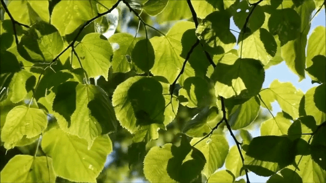 초록 잎 사이로 비치는 햇빛