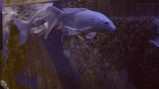 Fish swimming in a dimly lit aquarium