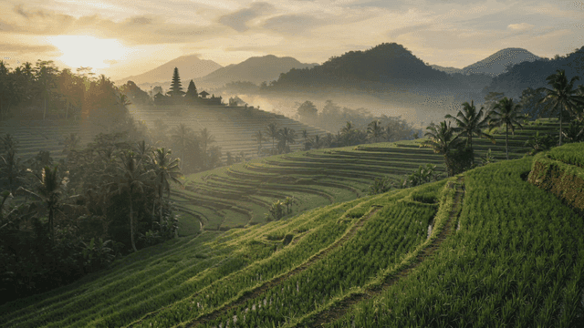 Terraced rice fields at sunrise