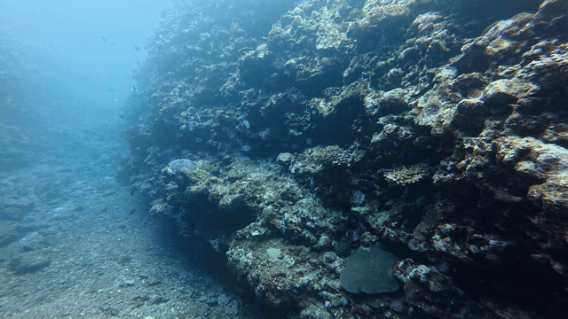 Underwater with coral and fish