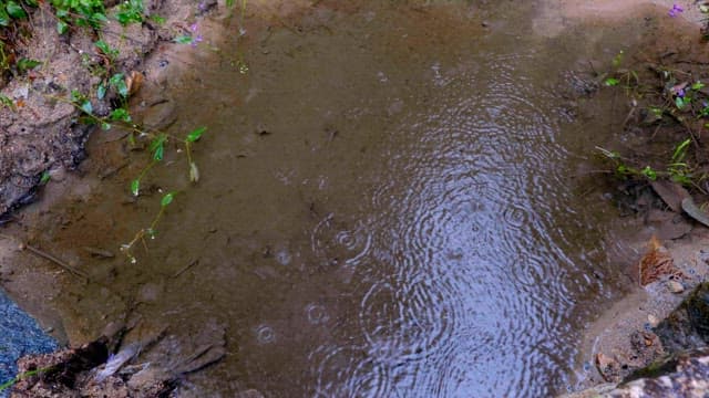 Raindrops falling into a mud puddle