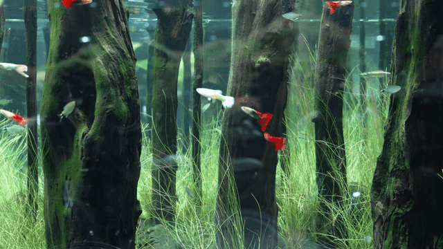Colorful fish swimming among submerged trees