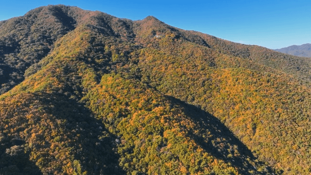 숲이 우거진 산맥의 항공 뷰