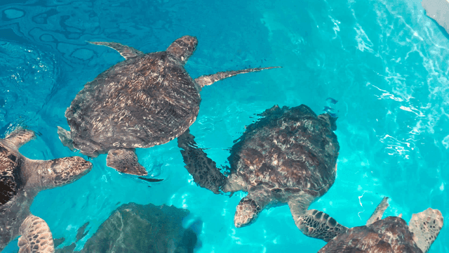 Three sea turtles swimming in clear water
