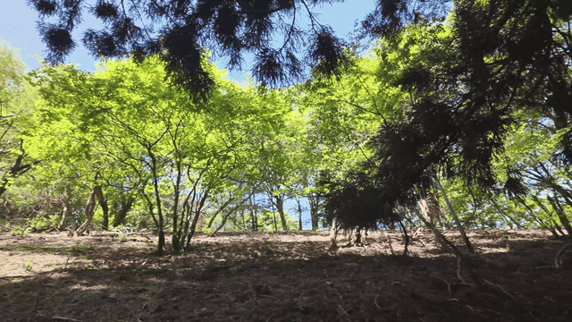 Green forest under clear sky