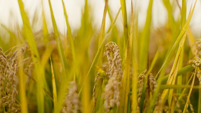 Plump Rice Ears with Grains on Each Stem