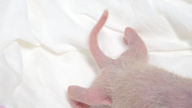 Veterinarian cares for a newborn panda cub