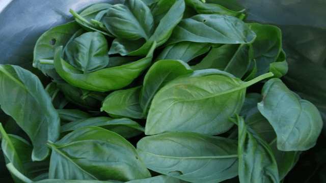 금속 그릇에 담긴 신선한 바질 잎