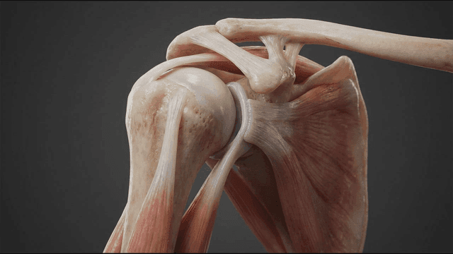 Detailed view of shoulder anatomy