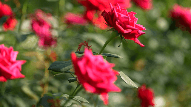 Vibrant red roses in a garden