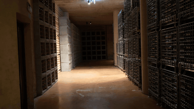 Wine bottles stored in a dim cellar
