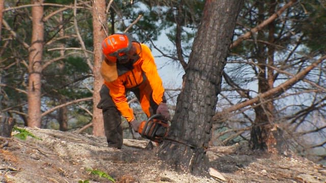 Machine is used to cut down a large tree in the forest