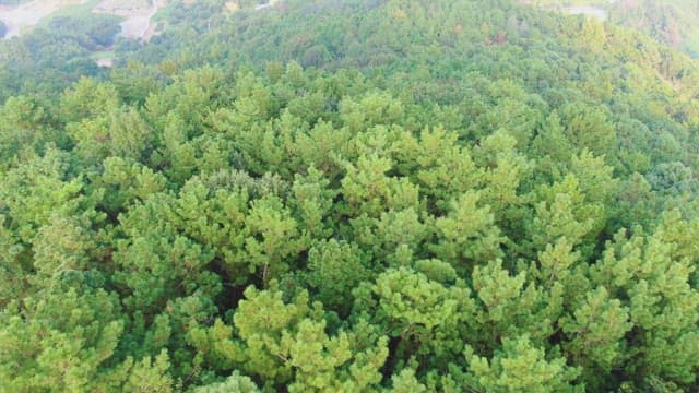 광활한 녹색 숲 풍경