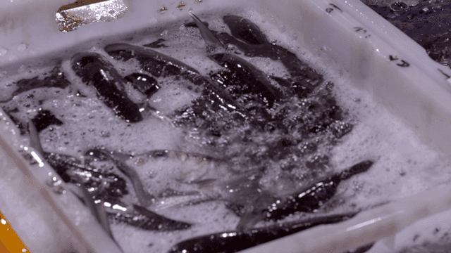 Fish filling container full of bubbles