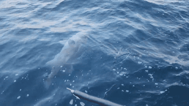 낚시줄에 걸린 큰 물고기