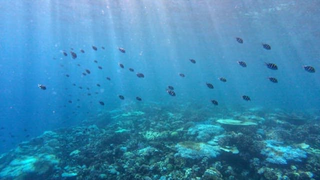 Colorful coral reef with swimming fish