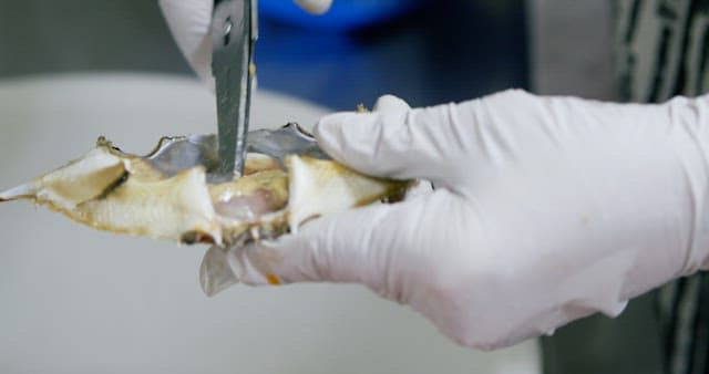 Preparing Fresh Crab with Scissors