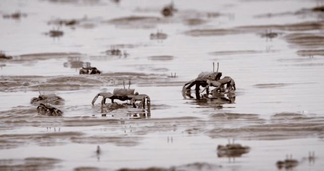 Crabs moving on a muddy shore