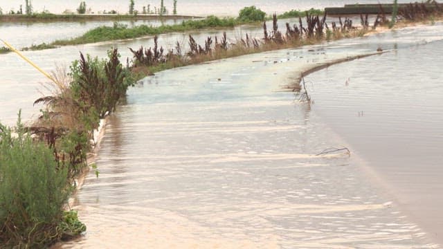 Flooded Roadway with Vegetation and Debris